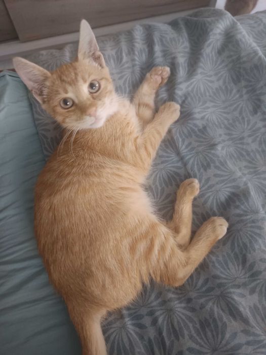Garfield își caută căsuța