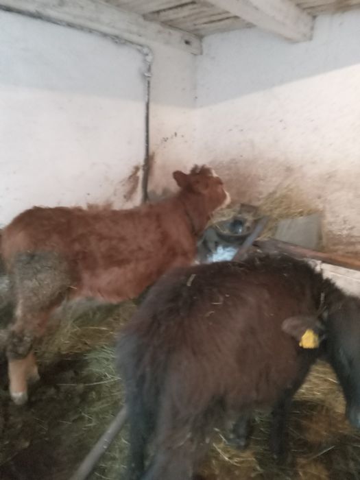 Animale Domestice viteluse de vanzare