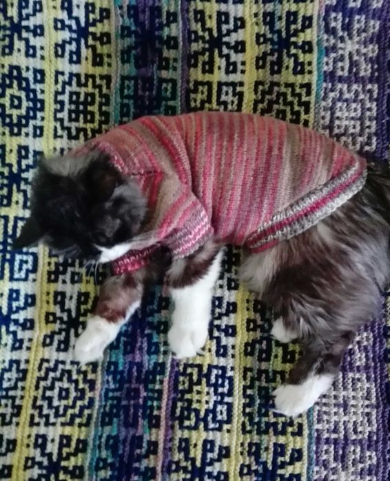 Одежда для кошек(сфинксы) или мелких собак