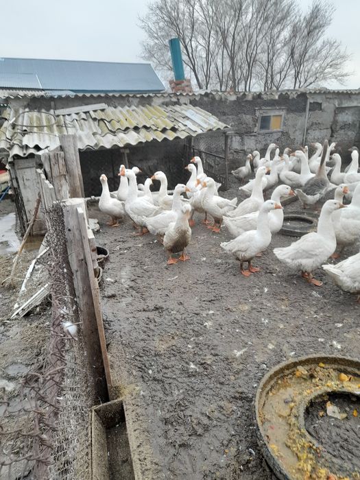 Продам гусей живых 70 шт порода гага белая 13000 тт за 1 штуку мартук