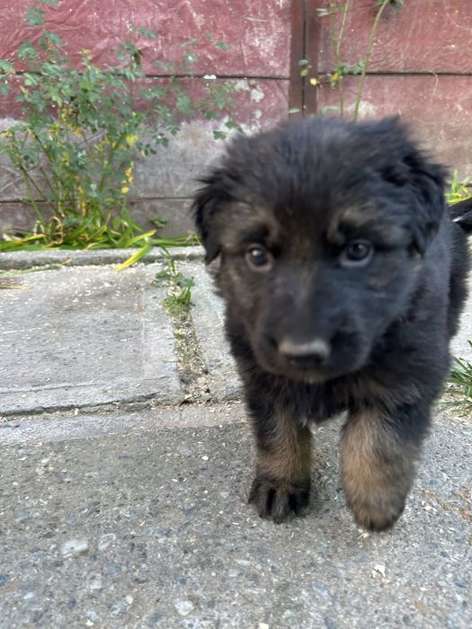 Donez cățeluși ciobănesc german