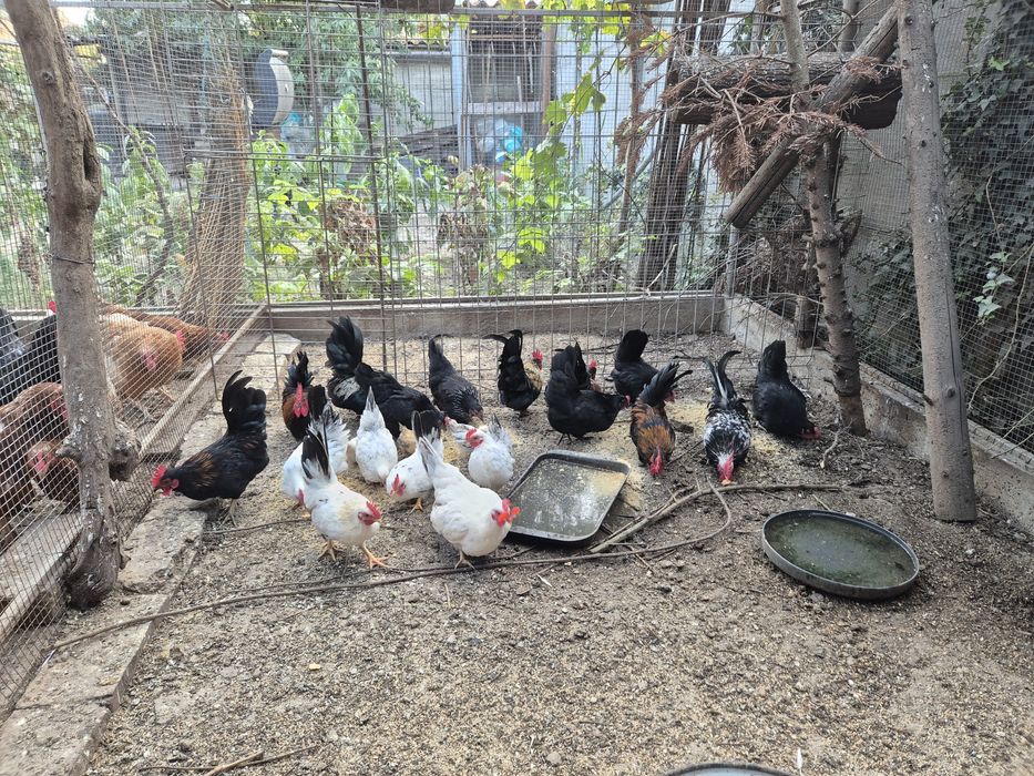 Vand papagali si canari