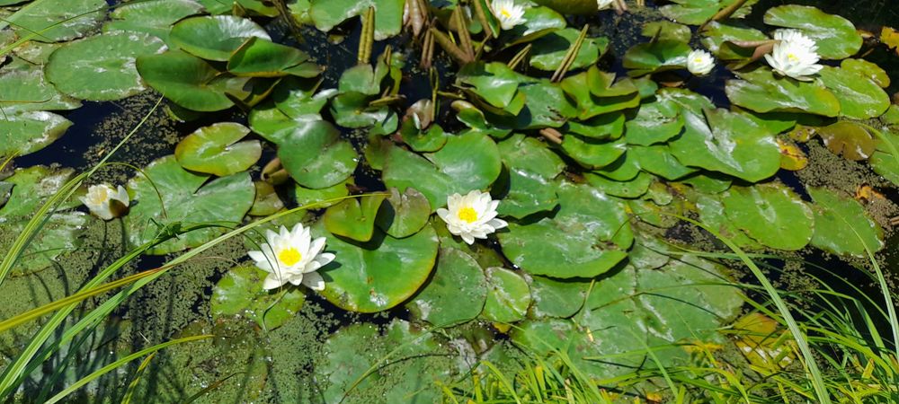 Nuferi maturi, infloresc in mai 2026