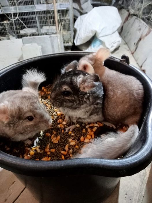 Chinchilla / sinsila, adorabilul animalut de companie. DE VANZARE.