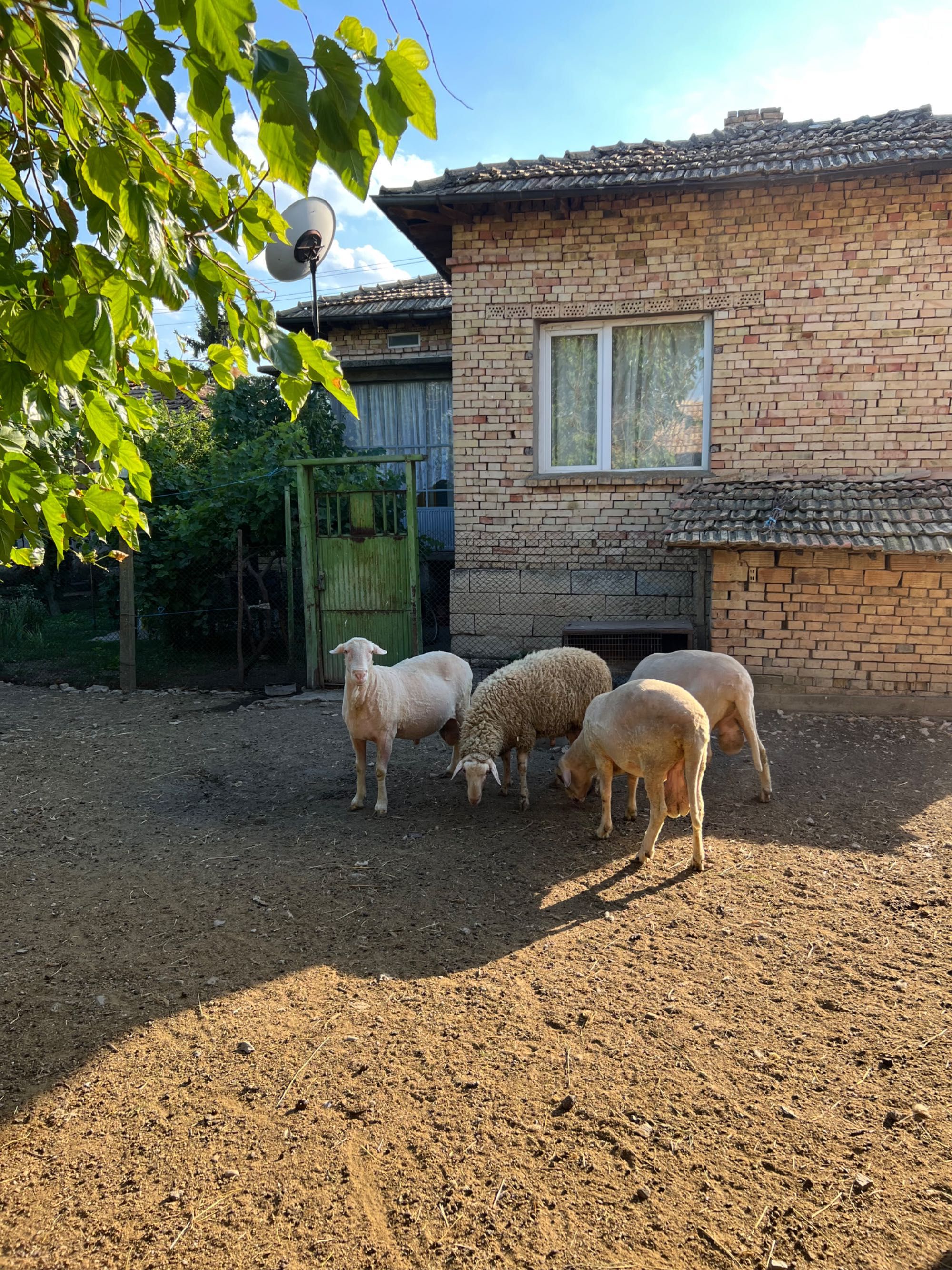 Продавам овце и кочове