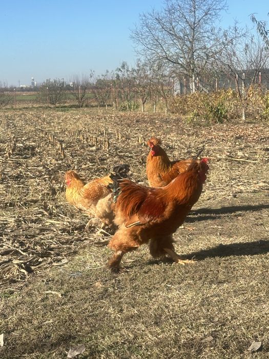 Cocosii cu mot si incaltati