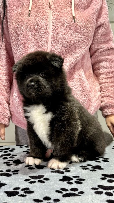 Pui Akita American cu Pedigree