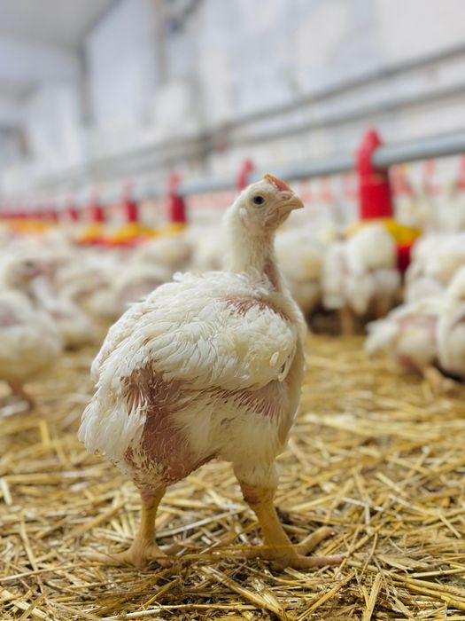 Pui de 1,2-1,3 kg. la 16 Ron / pui