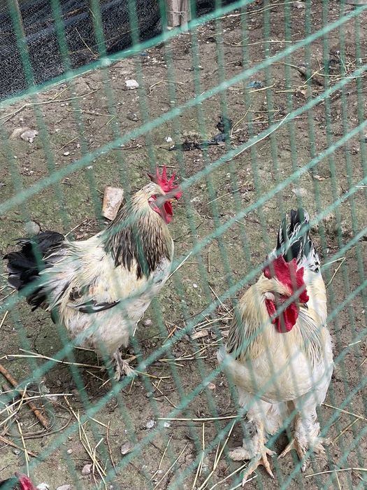 Toza brama Xôrozlar sotiladi