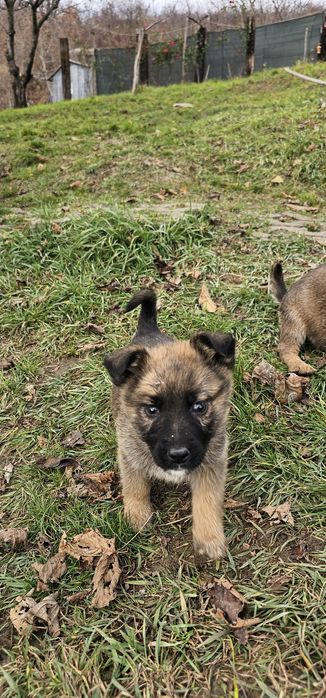 Donez 7 puiuți de căței. Căței se pot lua Gratis