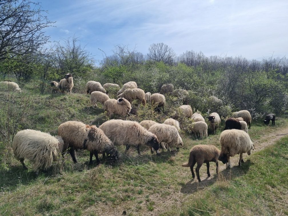 Oi turcane si carabase cu miel