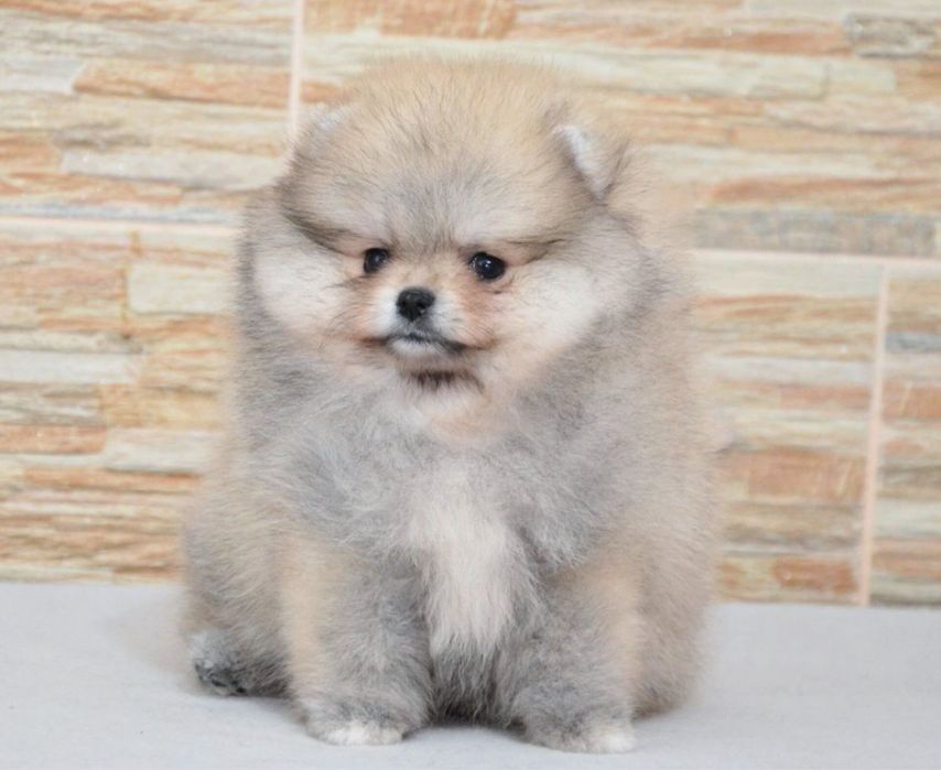 Fetita pomeranian mini/toy!