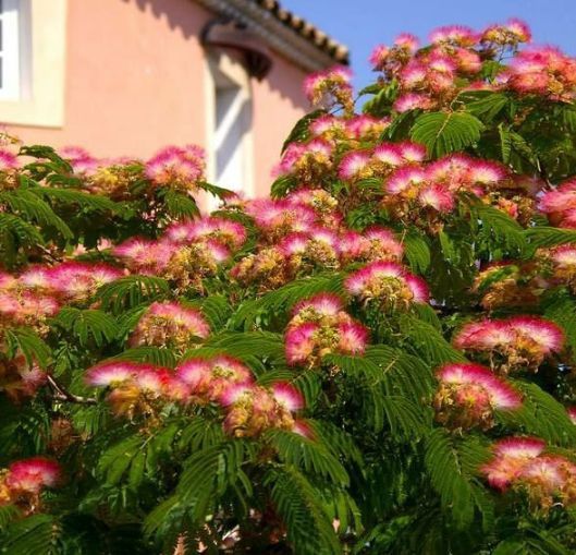 Arborele De Mătase (Albitia )