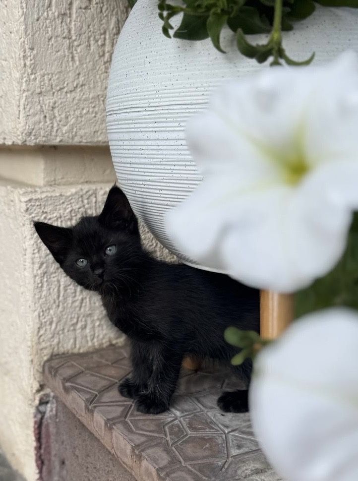 Котенок 2 месяца