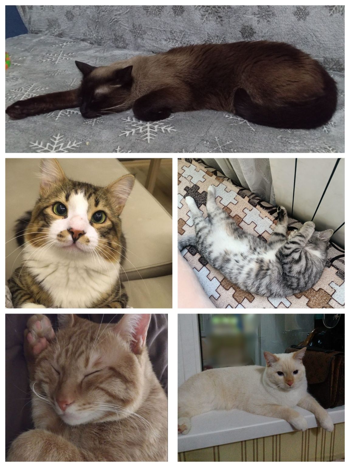 Передержка котов