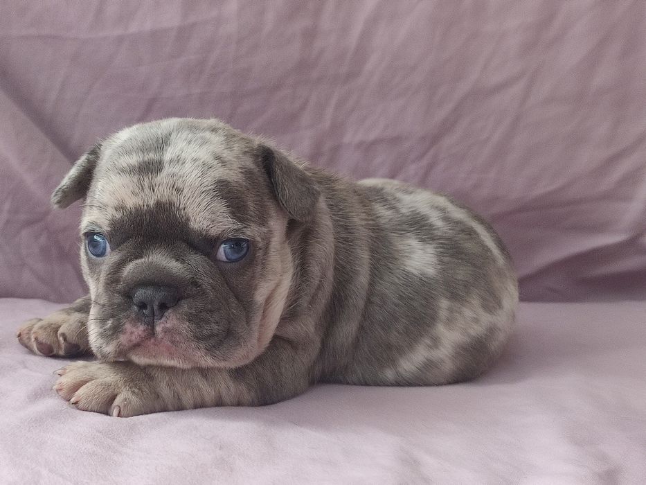 Мальчик Французского бульдога