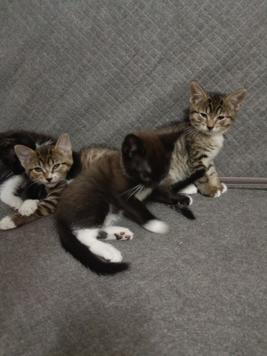 Мысыктын балалары Котята домашние 2 месяца