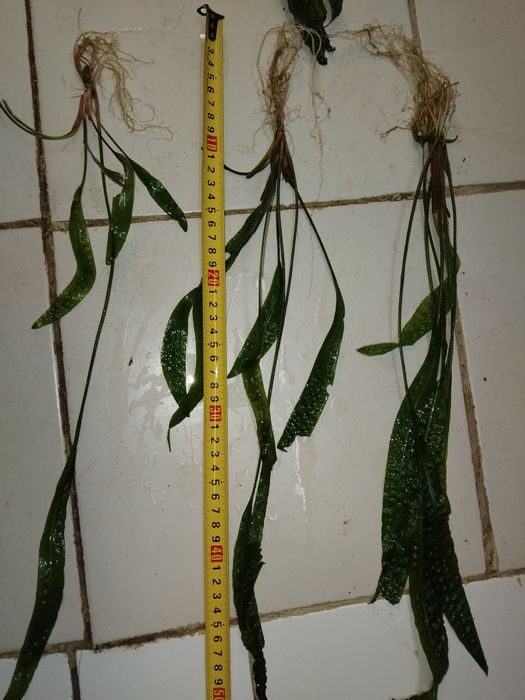 Аквариумни растения