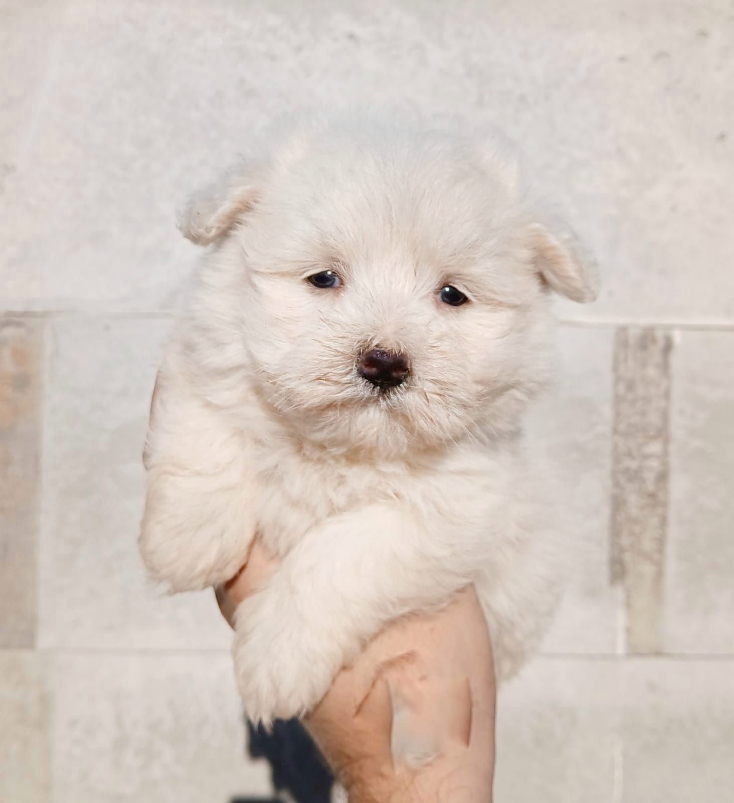 Asigur transport !!! Pui Bichon Maltez mini toy de exceptie !!!