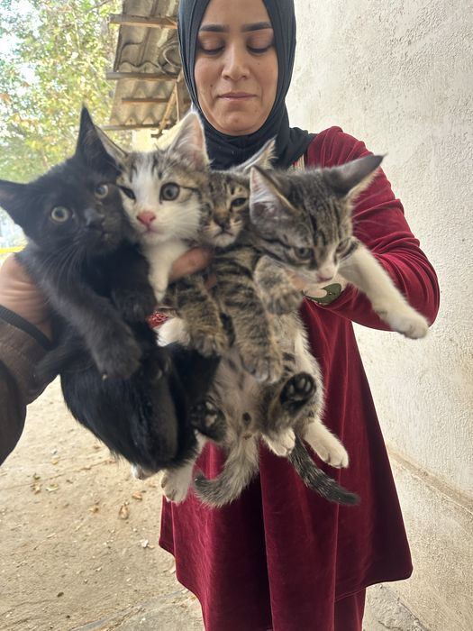 Котята бесплатно.