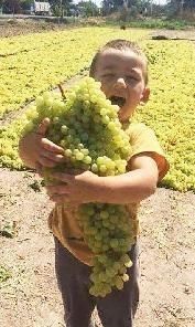 Агробизнес виноградники с возможностью многопрофильного хозяйства.