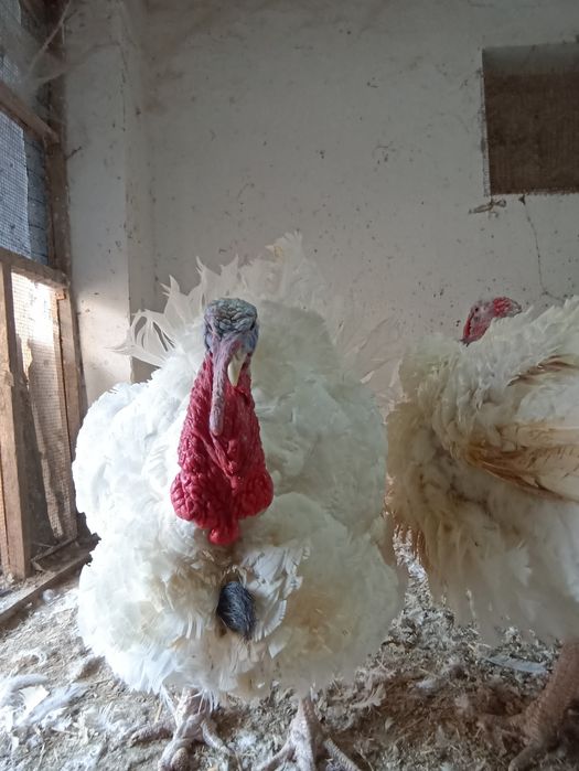 Erkak Induk Big 6 Sotiladi