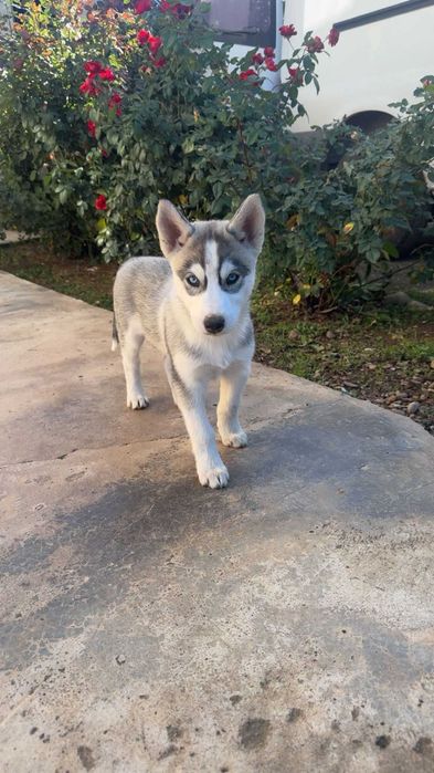 Adopta un catelus Husky
