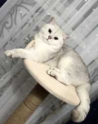 Вязка опытного шикрного кота шотландского шиншила серебро!