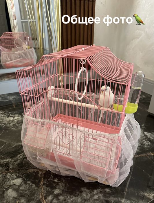 Попугай волнистый