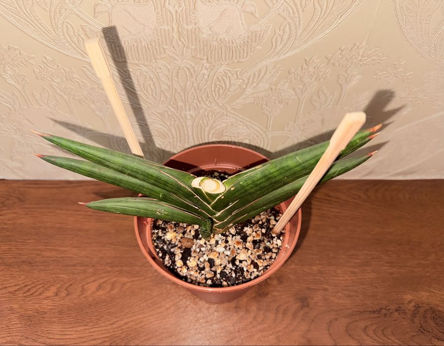 Сансевиерия, комнатные растения, комнатные цветы