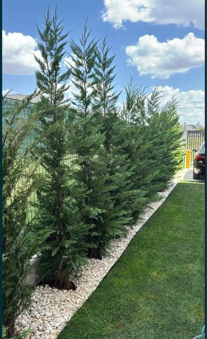 Eonymous leylandi spirale bonsai ponpon maslin phoetinia cycas phoenix