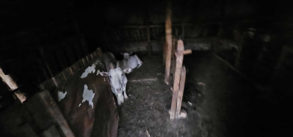 Продавам три кози