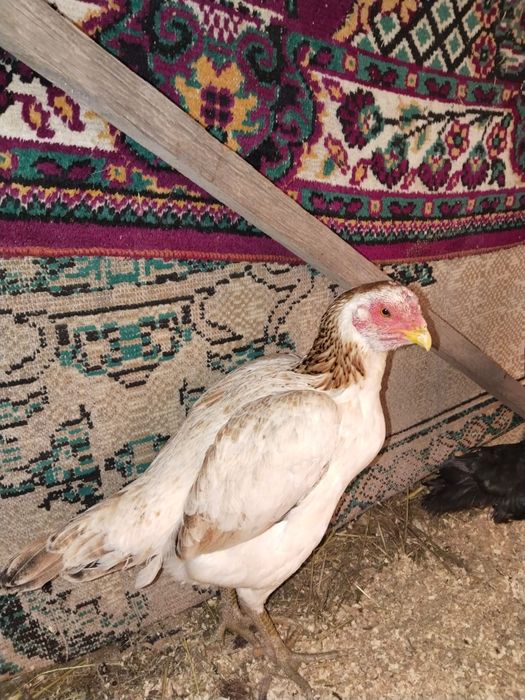 Продам даканов курей и петуха