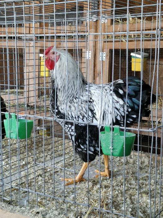 Cocos wyandotte argintiu