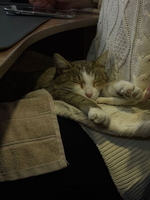 Котенок в добрые руки