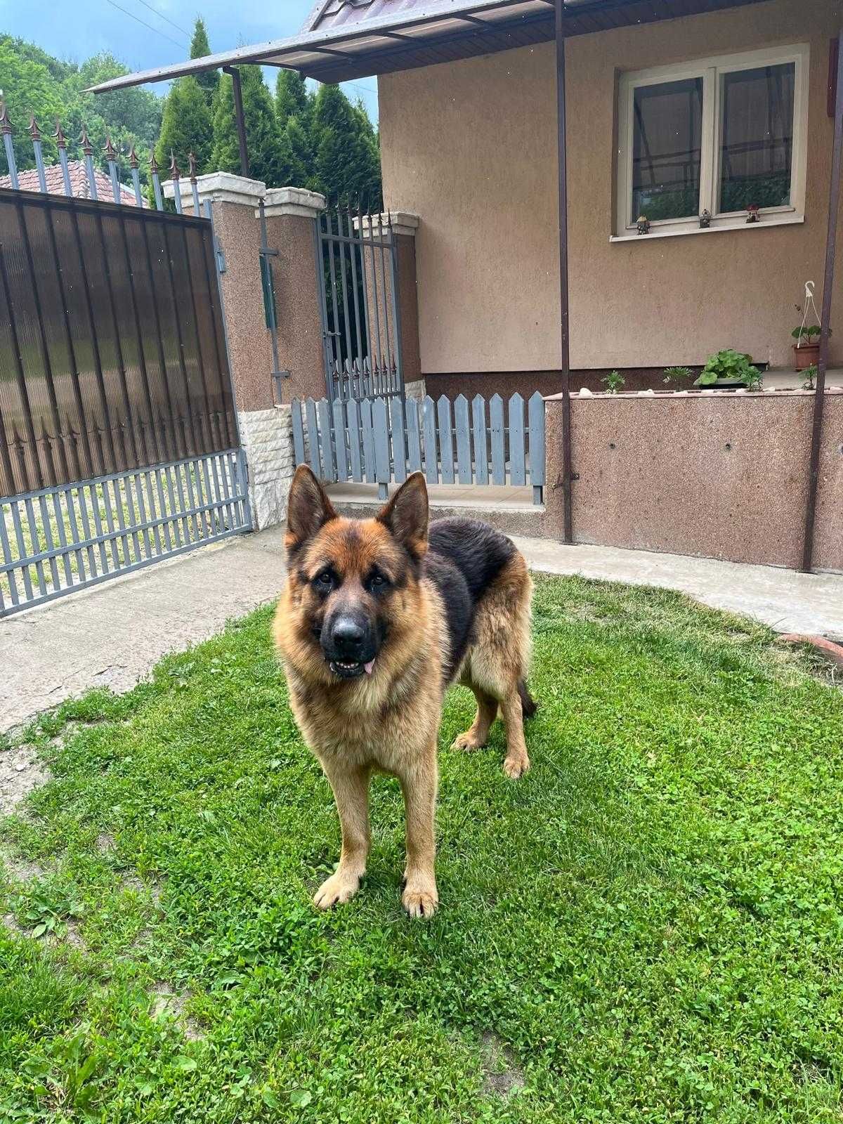 Ofer spre adopție un Ciobanesc German de 3 ani si 6 luni cu pedigree