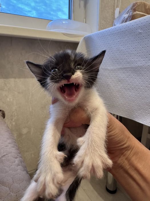 Продаются котята маленькие