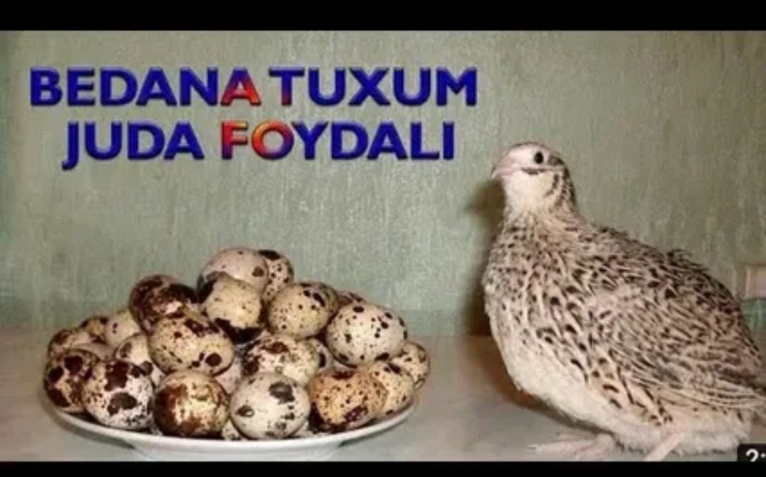 Беда хурозлари, тухумлари, зотдор жужалар сотилади