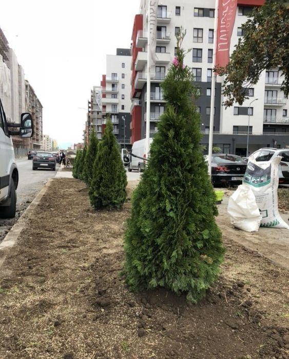 Vand tuia smaragd de 1m - 3,5m ( pomi, brazi tuia columnaris, smaragd