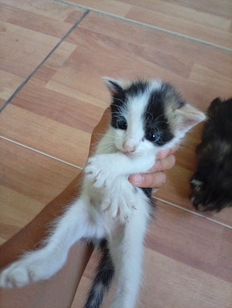 котенок отдаем бесплатно