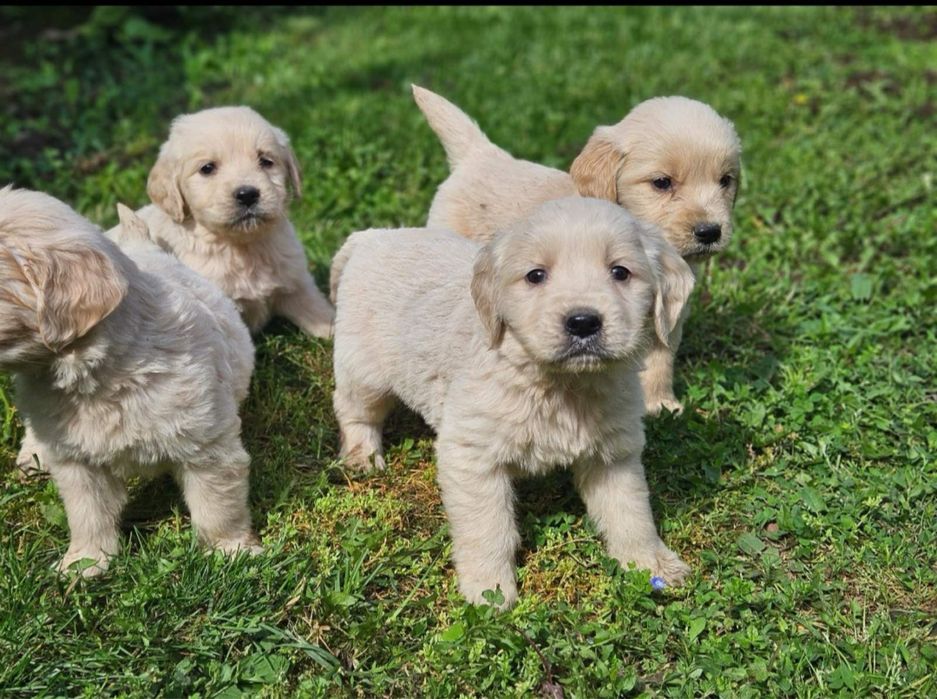 Голдън Ретривър кутрета