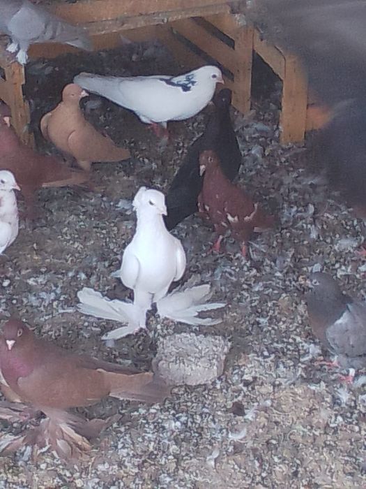 Продам голубеи разных