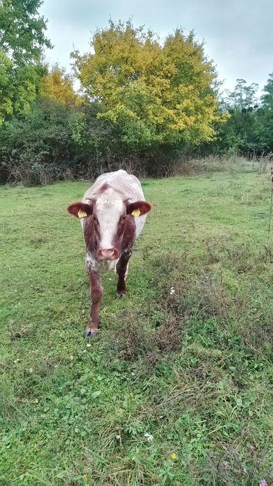 Vând juninci frumoase