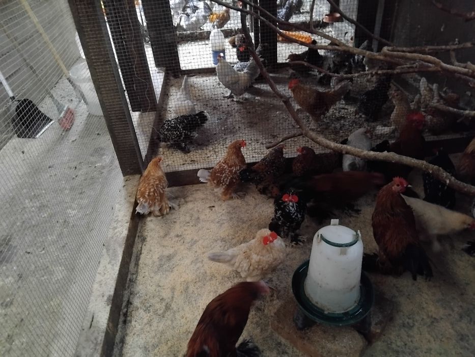 Mii de flori  rasa pură