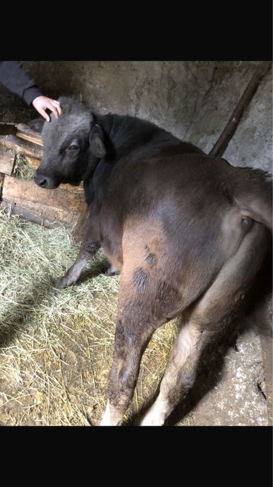 Vand bou rasa brună