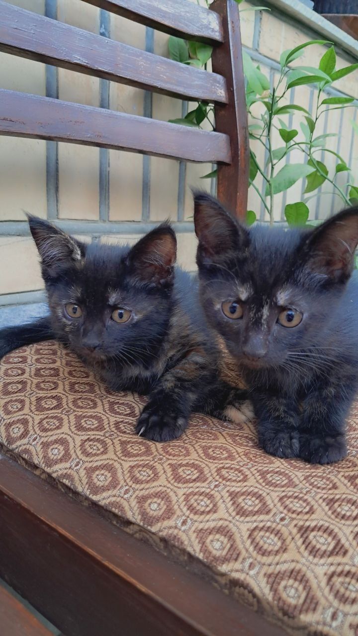 Отдаю котята в хорошие руки