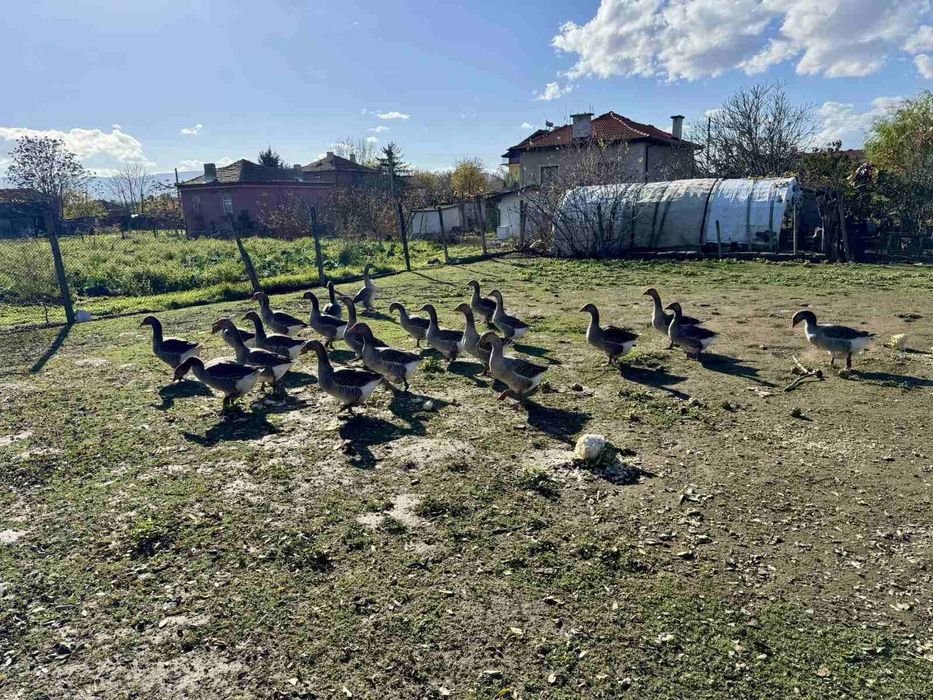 Домашни Сиви Гъски