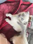 Pui pisica Scottish fold
