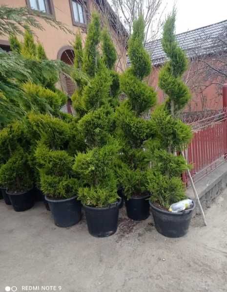Plante decorative Oriunde in tara Calitate extra