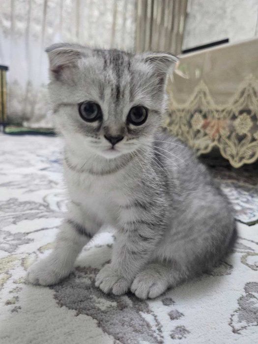 Silver Chinchilla Scottish Fold mushukcha (qiz)